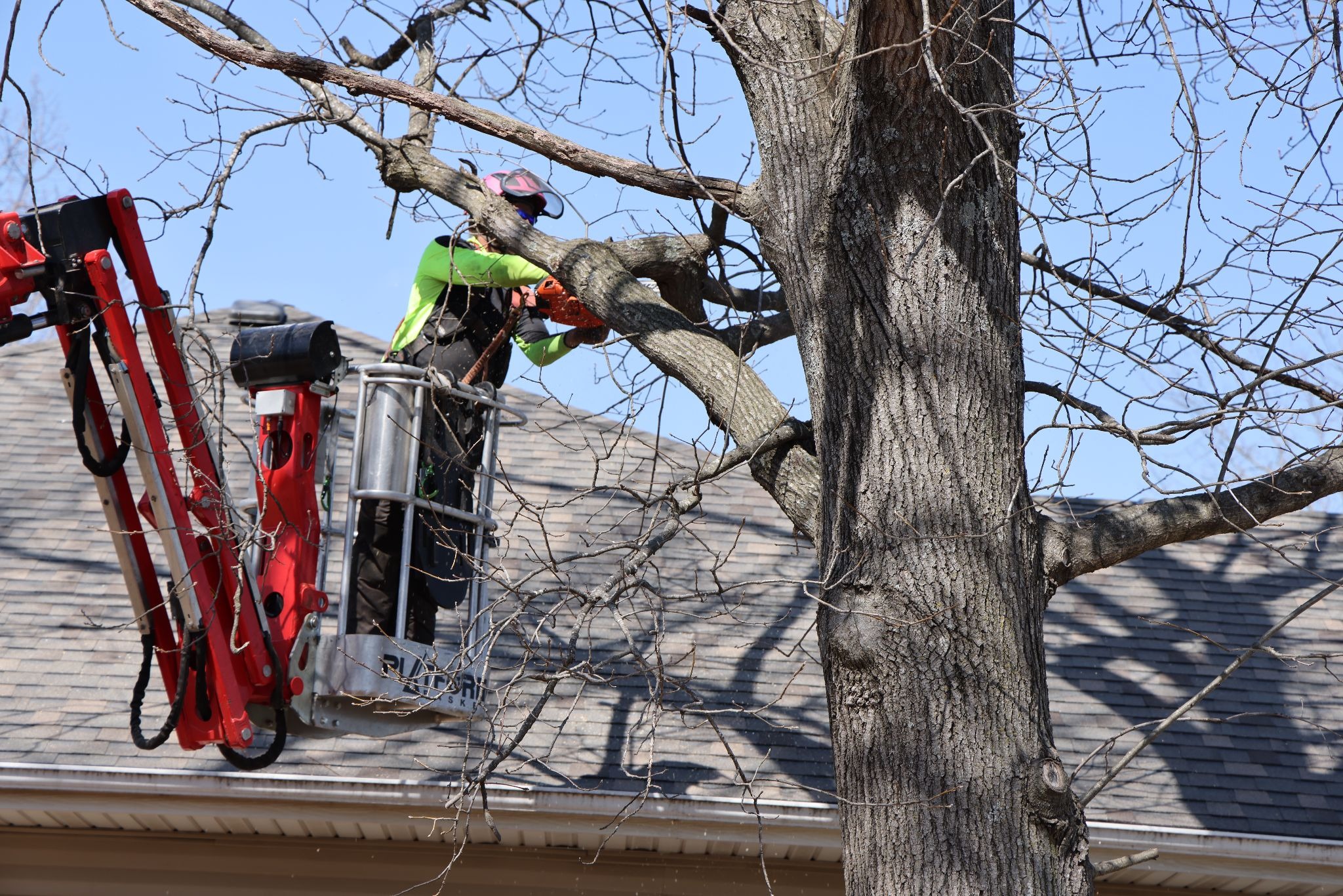 tree service in Table Rock Lake